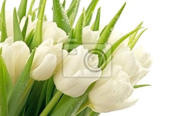 Фотообои - Белоснежные тюльпаны артикул 10003098