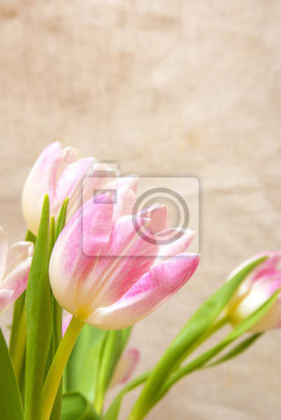 Фотообои на стену с розовыми тюльпанами артикул 10003095