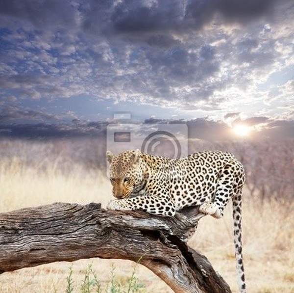 Фотообои с леопардом на дереве артикул 10002393