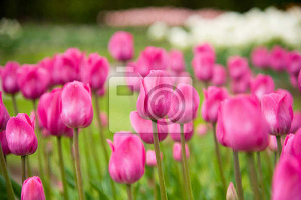 Фотообои - Пурпурные тюльпаны артикул 10003101