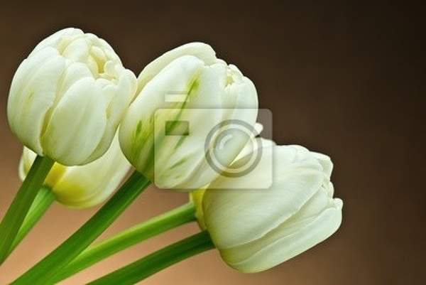 Фотообои с белыми нежными тюльпанами артикул 10003103