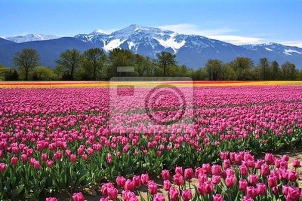 Фотообои на стену с полем прекрасных тюльпанов артикул 10003097