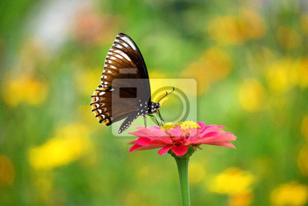 Фотообои - Бабочка на розовом цветочке артикул 10002943