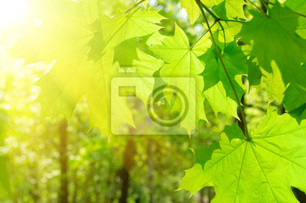 Фотообои с кленовыми листьями артикул 10003015