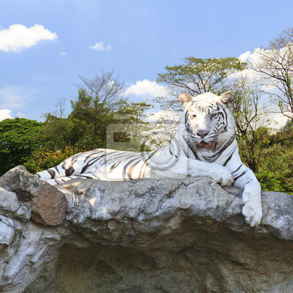 Фотообои на стену "Бенгальский тигр" артикул 10002389