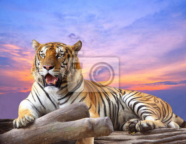 Фотообои "Тигр на рассвете" артикул 10002377