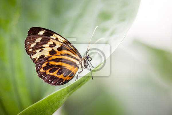 Фотообои с бабочкой на зеленом листе артикул 10002937