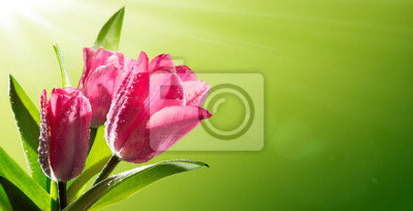 Фотообои - Тюльпан на зеленом фоне артикул 10007821