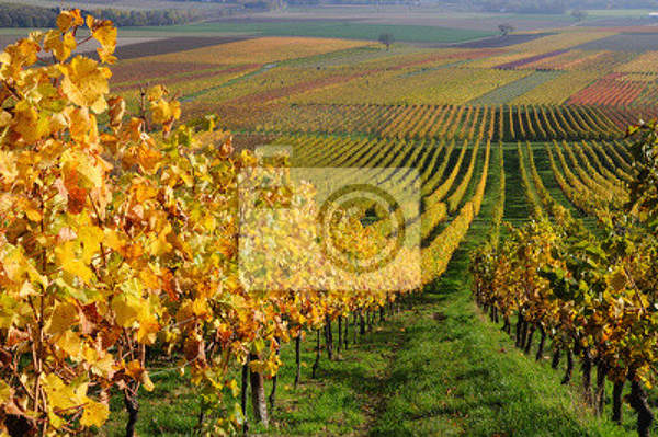Фотообои с осенними виноградниками (пейзаж) артикул 10002465