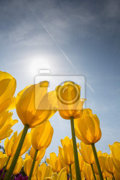 Фотообои с желтыми тюльпанами в солнечном свете артикул 10002979