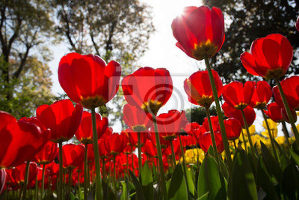 Фотообои - Красные тюльпаны в лесу артикул 10002981