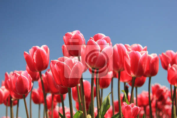 Фотообои - Розовые тюльпаны в солнечном свете артикул 10002976