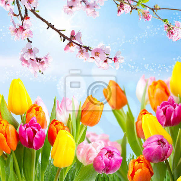 Фотообои с красочными разноцветными тюльпанами артикул 10003096