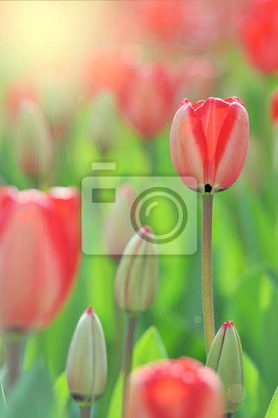 Фотообои - Тюльпаны крупным планом артикул 10002875