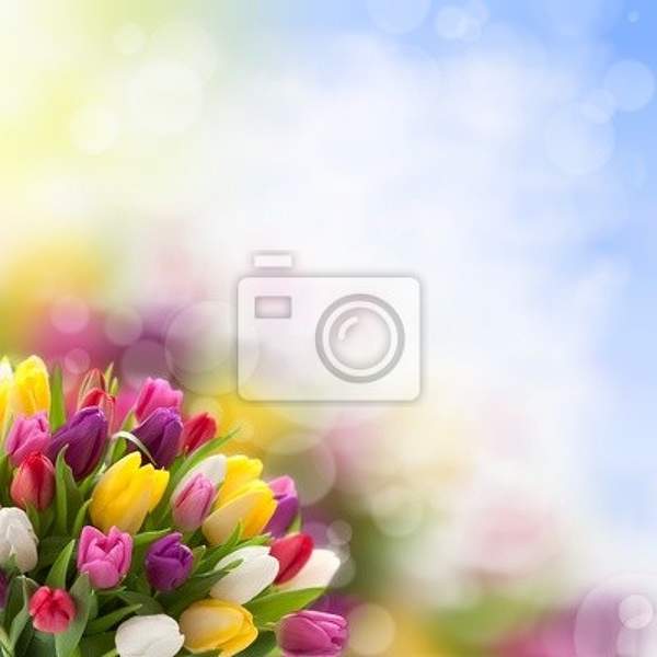 Фотообои на стену с разноцветными тюльпанами артикул 10002990