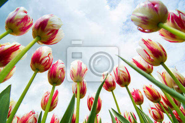 Фотообои - Поле прекрасных тюльпанов на фоне неба артикул 10002978