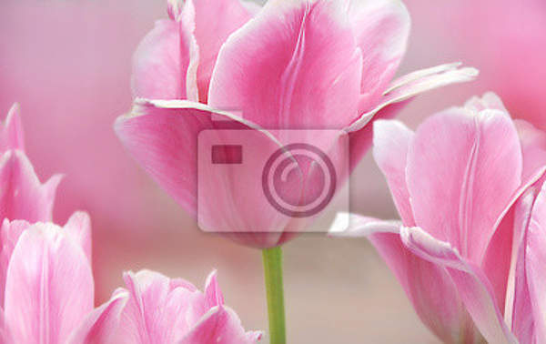 Фотообои с розовыми тюльпанами артикул 10002857
