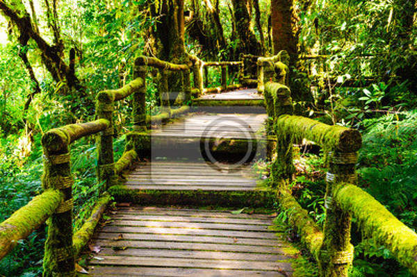 Фотообои "Деревянная тропинка в лесу" артикул 10002386