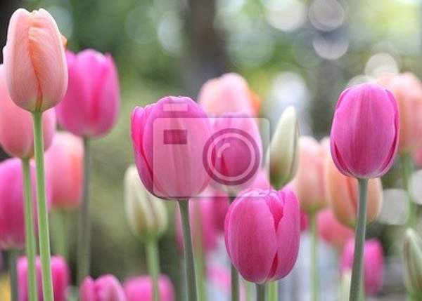 Фотообои с весенними тюльпанами артикул 10002870
