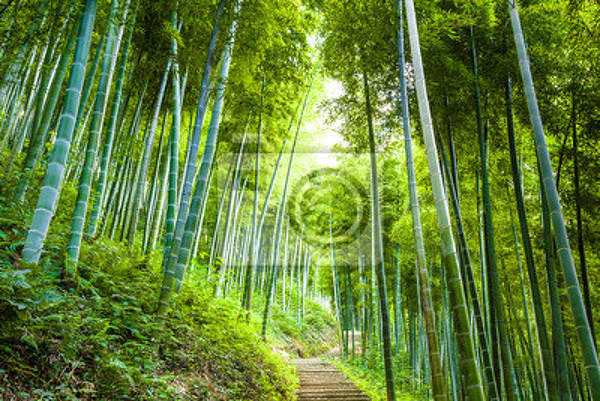 Фотообои с зеленым бамбуковым лесом артикул 10003069