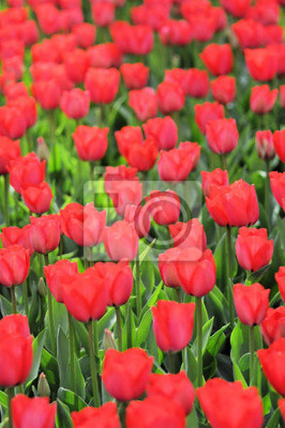 Фотообои - Поле красных тюльпанов артикул 10002876