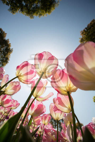 Фотообои - Прозрачные розовые тюльпаны в солнечном свете артикул 10002980