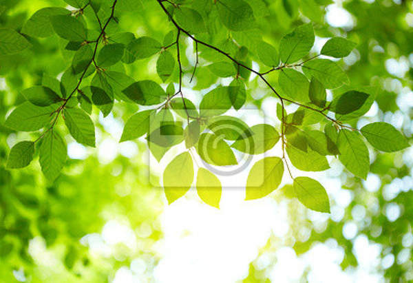 Фотообои с изображением зеленой листвы артикул 10003085