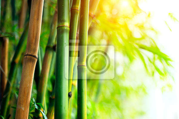 Фотообои - Бамбук в лучах солнца артикул 10003070