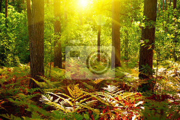 Фотообои "Солнечный свет в лесу" артикул 10002300