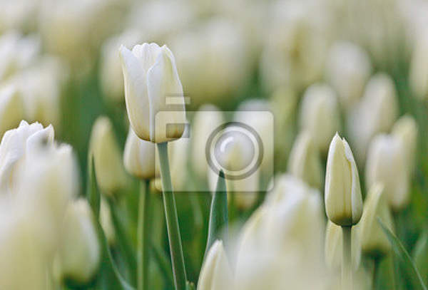 Фотообои на стену с полем белых тюльпанов весной артикул 10002988