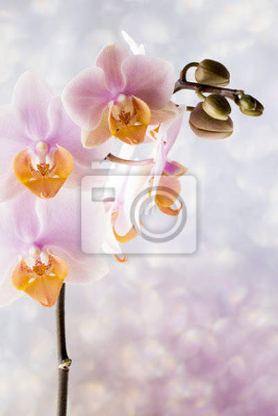 Вертикальные фотообои с орхидеями артикул 10007829