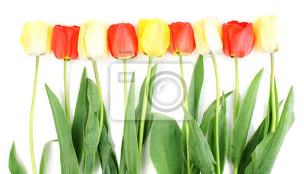 Фотообои - Красивые тюльпаны на белом артикул 10002973