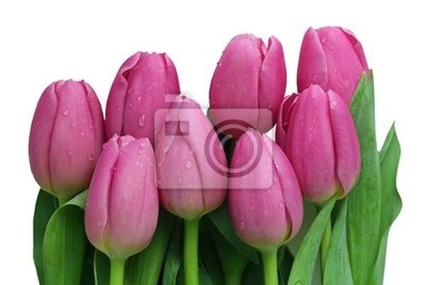 Фотообои - Розовые тюльпаны на белом фоне артикул 10002872