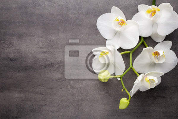 Фотообои - Белые орхидеи на сером артикул 10007828
