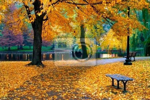 Фотообои "Осень в парке Бостона" артикул 10002317