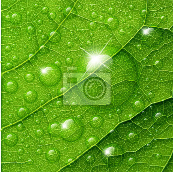 Фотообои на стену - Капли на зеленом листе артикул 10003084