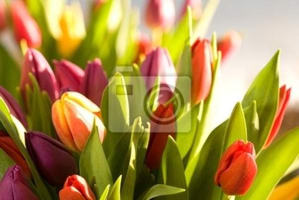 Фотообои - Букет свежих тюльпанов артикул 10002977