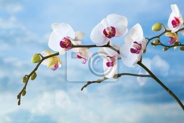 Фотообои - Орхидея на фоне неба артикул 10007872