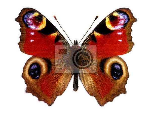 Фотообои с бабочкой - Павлиний глаз артикул 10002946