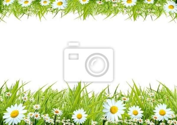 Фотообои - Белые ромашки на фоне зеленой травы артикул 10003978
