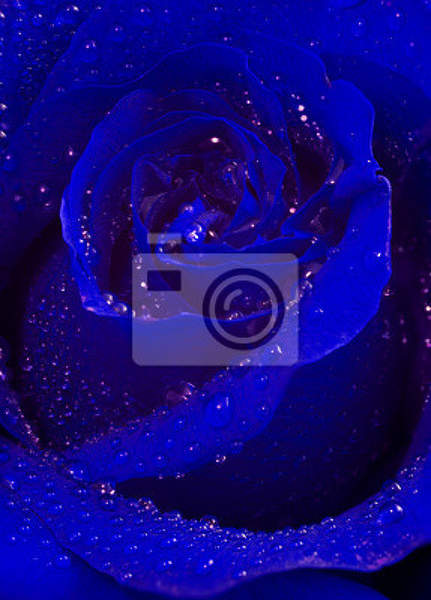 Фотообои - Синяя бархатная роза артикул 10004230