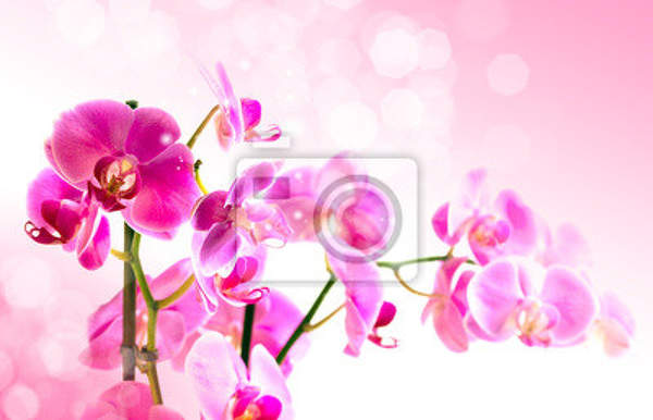 Фотообои - Красивый букет орхидей артикул 10003256