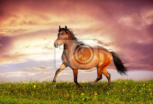 Фотообои - Лошадь, бегущая рысью артикул 10003811