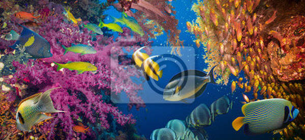 Фотообои с рыбками и кораллами артикул 10003600