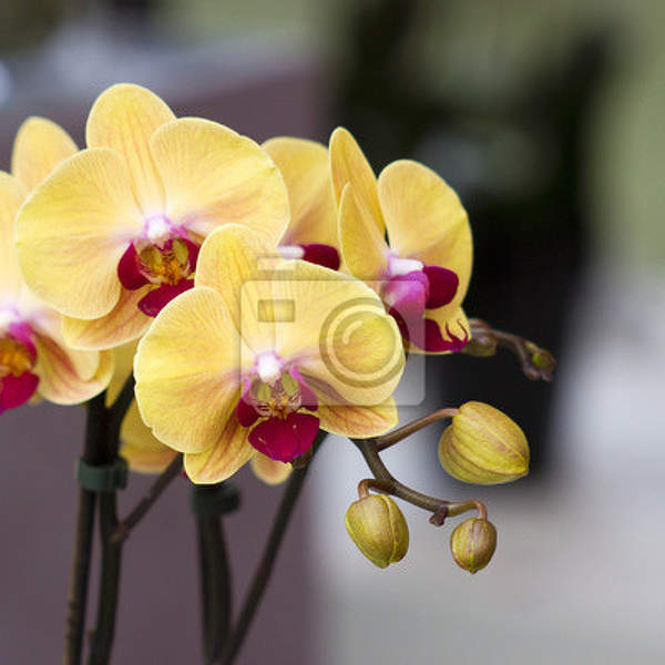 Фотообои - Прекрасные желтые орхидеи артикул 10003272
