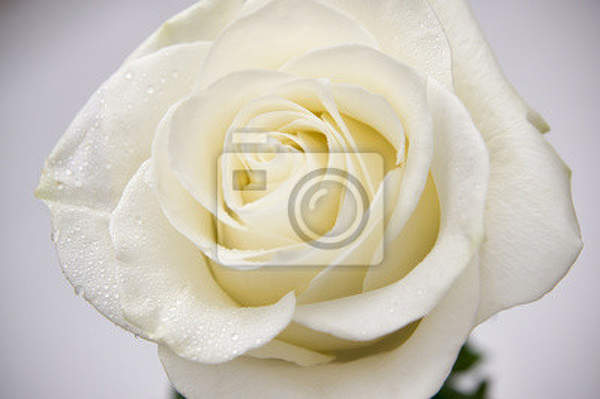Фотообои - Белая роза с капельками росы крупным планом артикул 10003989
