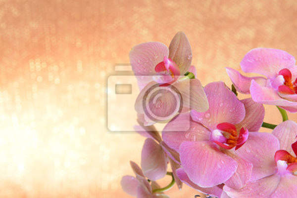 Фотообои - Нежный цветок орхидеи на светлом фоне артикул 10003252