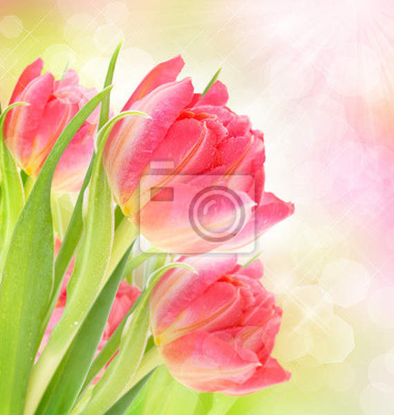 Фотообои - Красивый фон с тюльпанами артикул 10003224