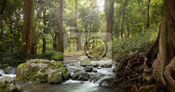 Фотообои для стен с лесным водопадом артикул 10003665
