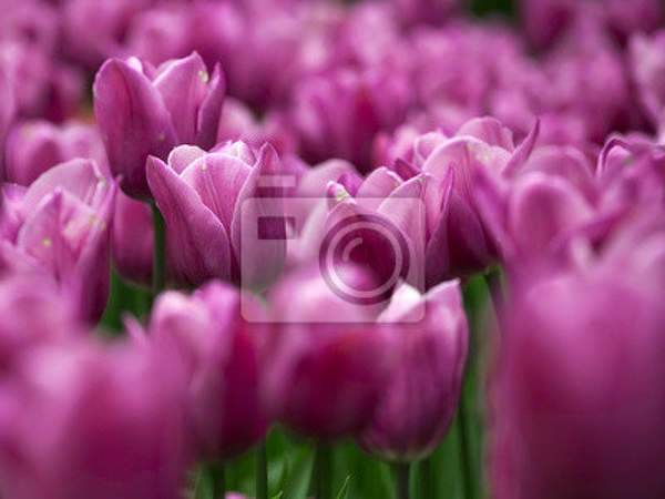 Фотообои с тюльпанами артикул 10003197
